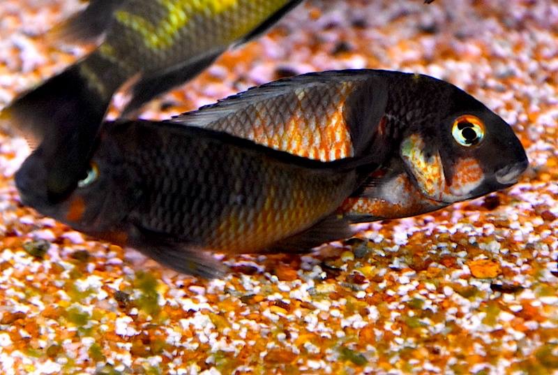 Tropheus Red Belly